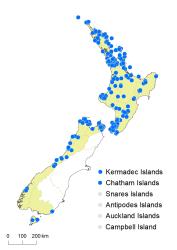 Phlegmariurus billardierei distribution map based on databased records at AK, CHR & WELT.
 Image: K.Boardman © Landcare Research 2019 CC BY 4.0